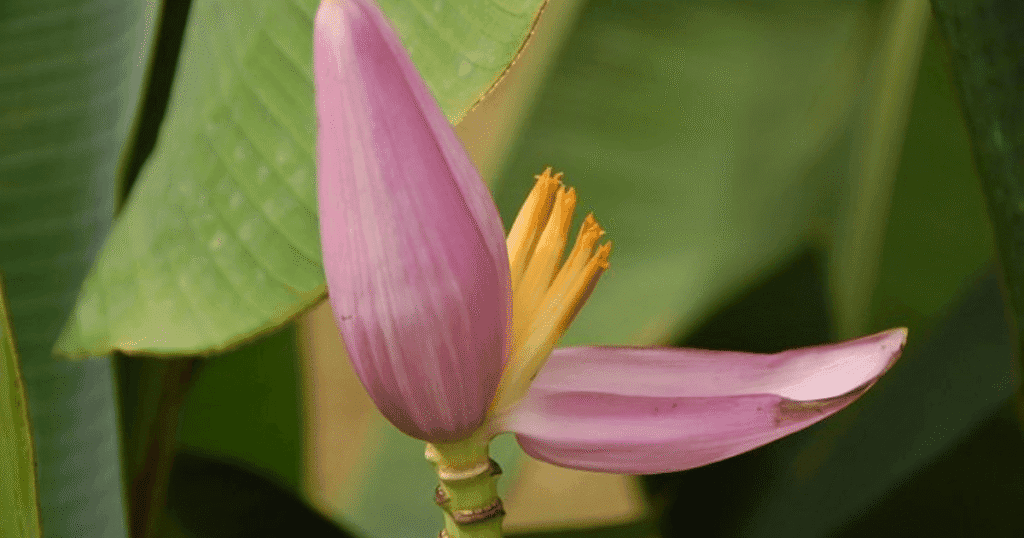 flor de plátano