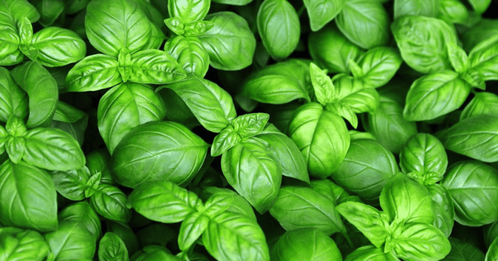 albahaca para la vista