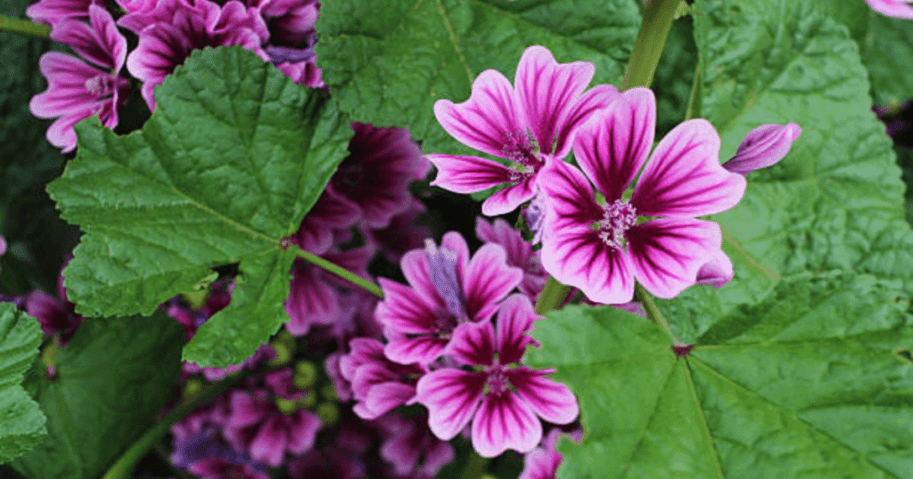 beneficios de la malva