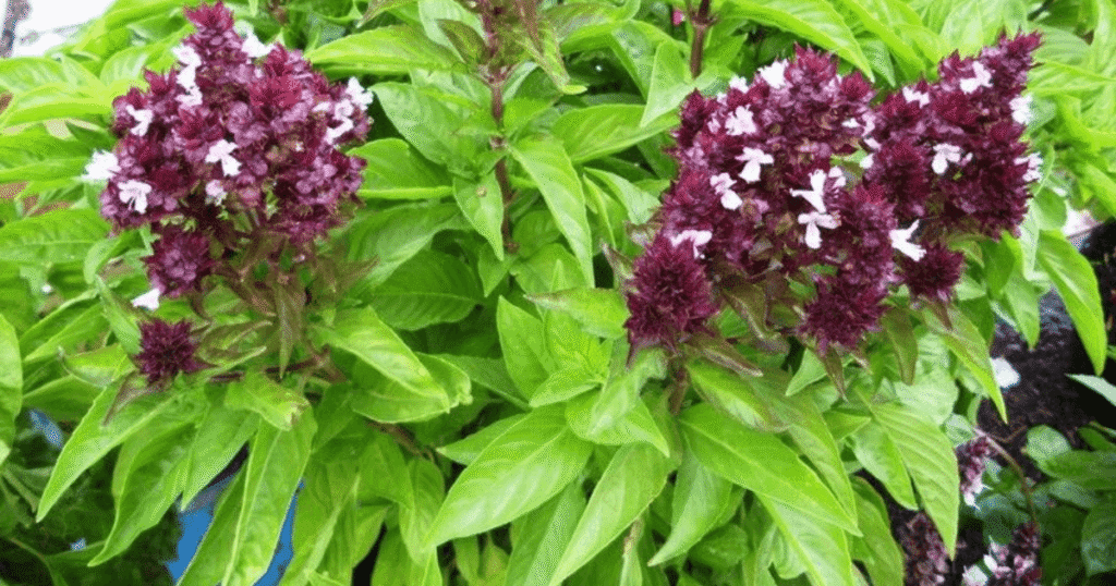 flores de albahaca