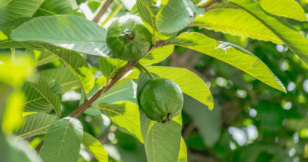 hojas de guayaba