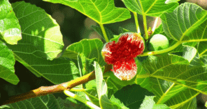 hojas de higo beneficios