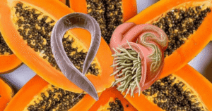 papaya para el colon