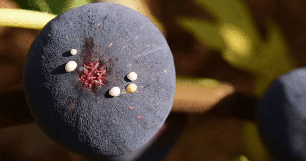 savia de higo