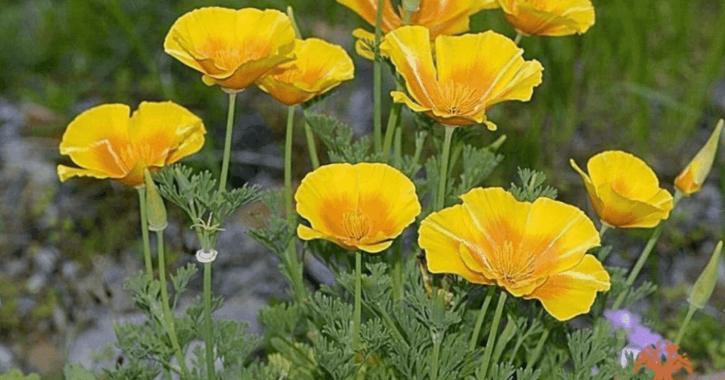 Amapola de California