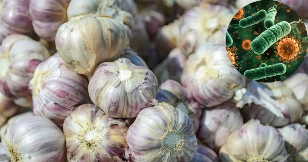 ajo antibiótico natural