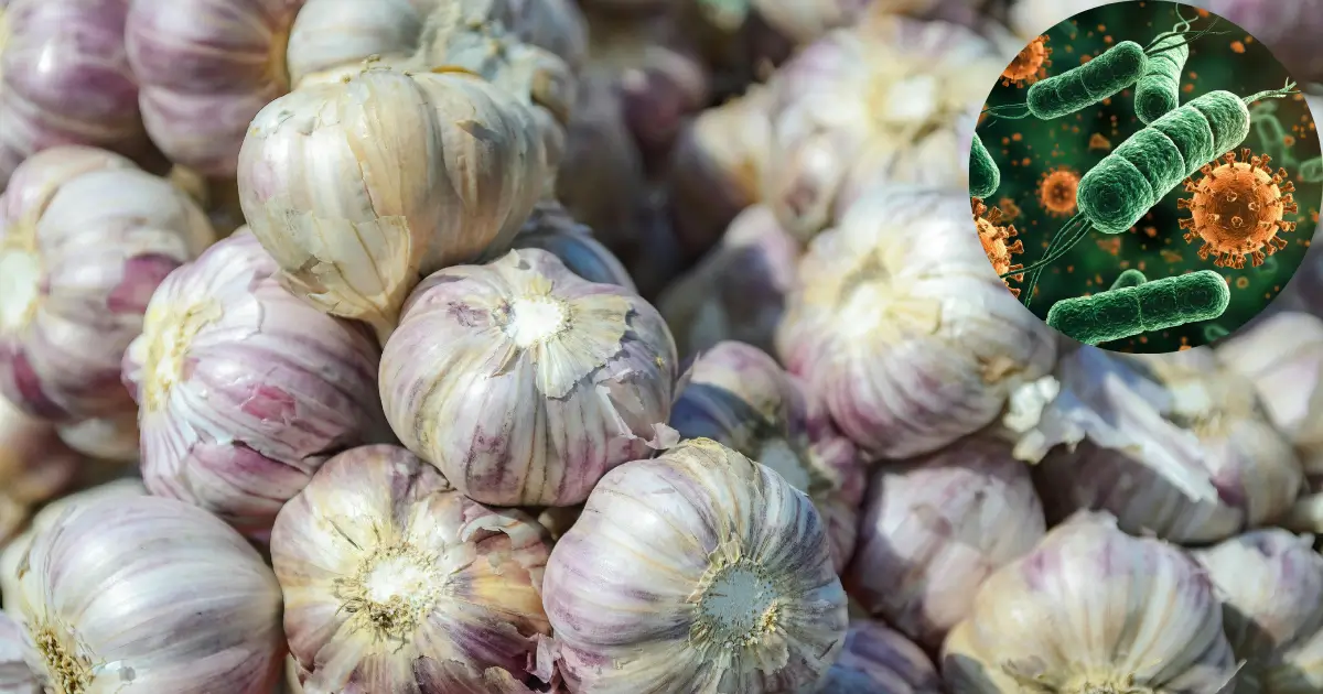 ajo antibiótico natural