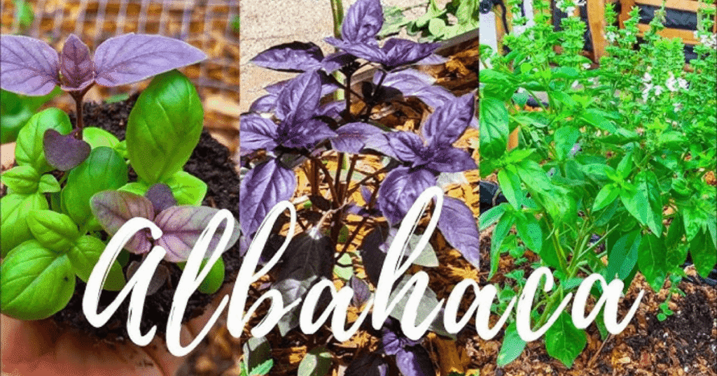 albahaca morada