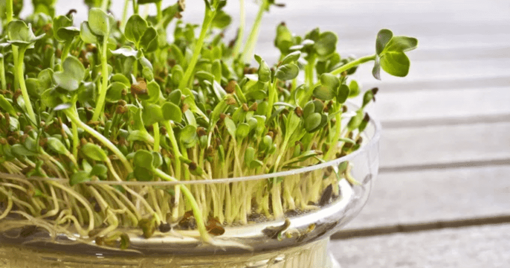 alfalfa para riñones-gota