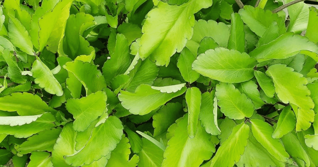 hoja de la vida