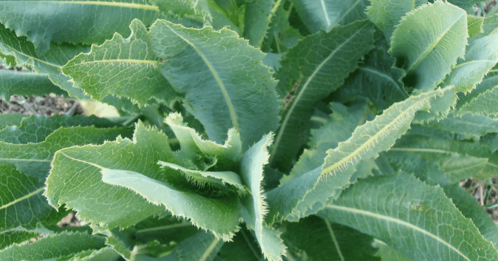 lechuga espinosa