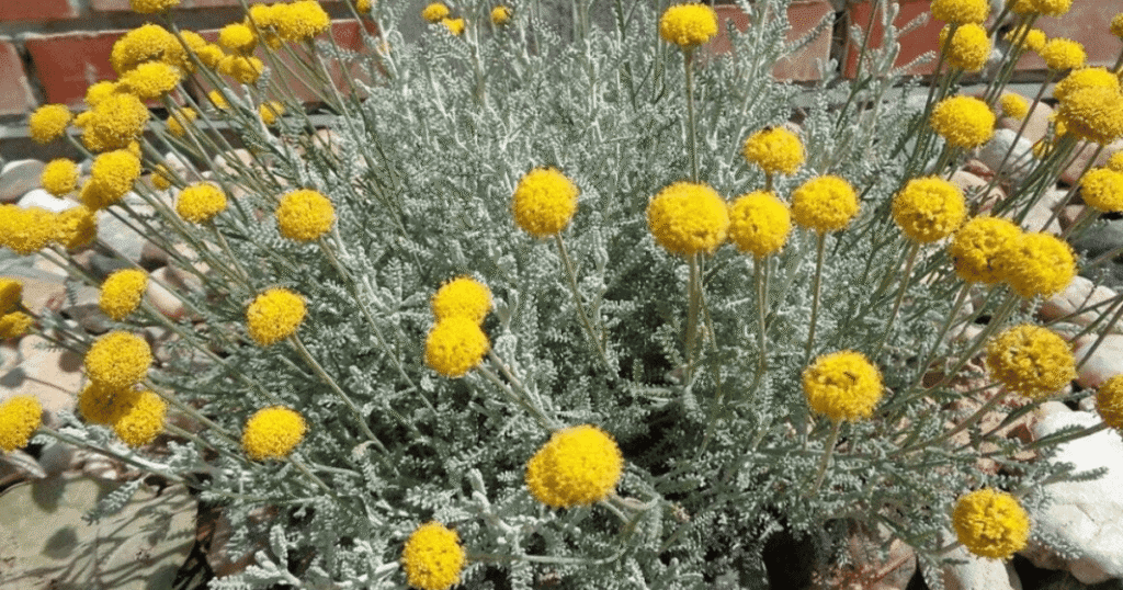 Helichrysum arenarium beneficios