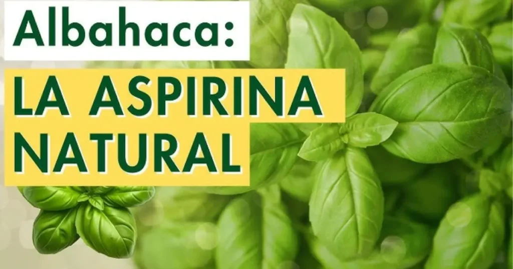 albahaca aspirina natural