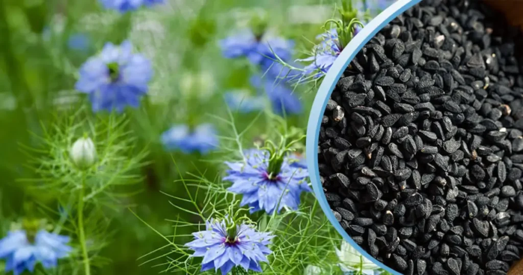 beneficios del comino negro