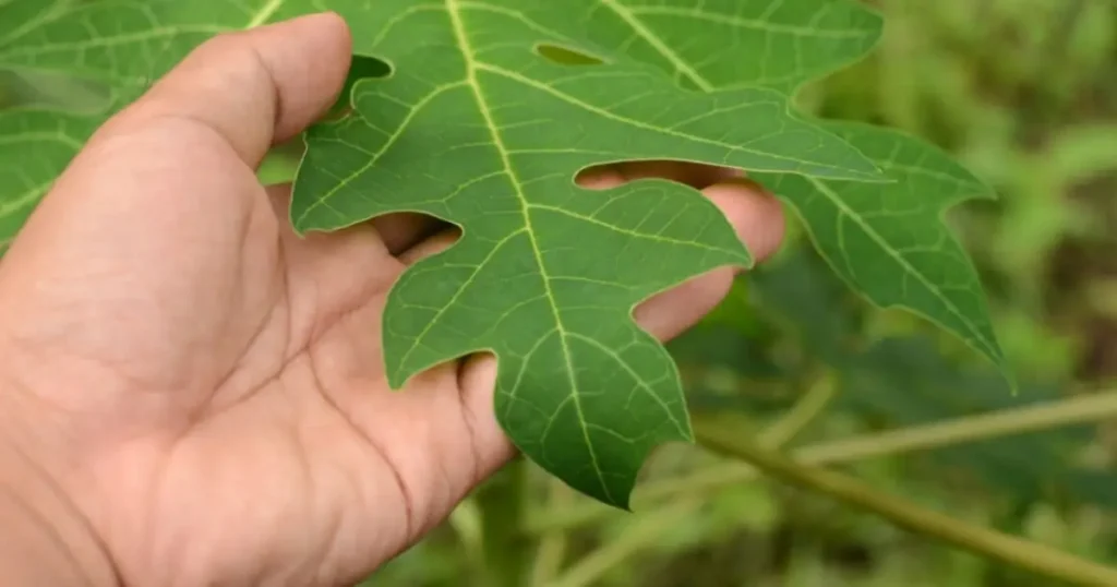 hojas de papaya