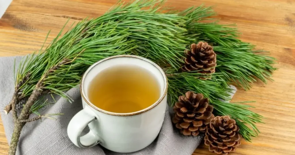 infusión de pino