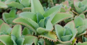 beneficios de la Kalanchoe