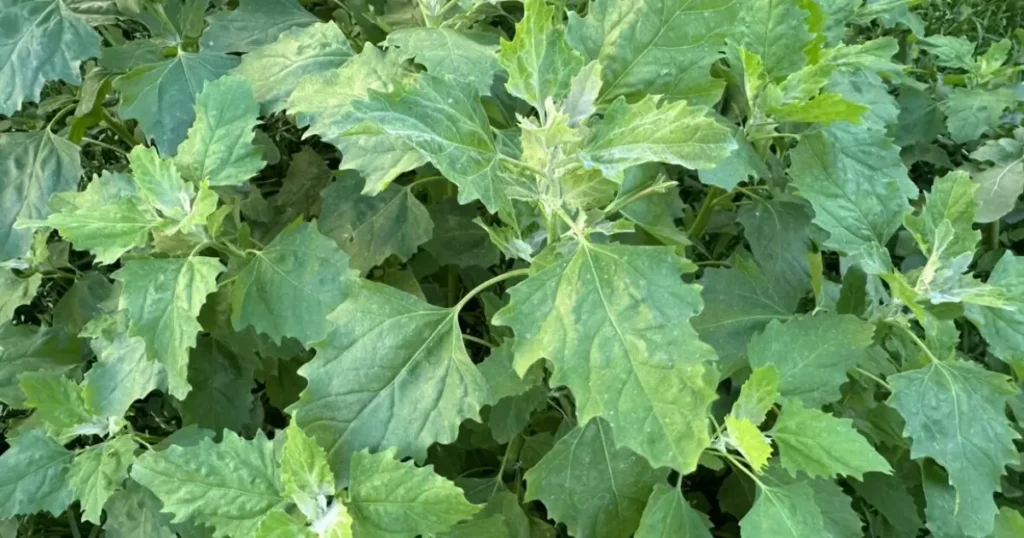 beneficios-del-epazote