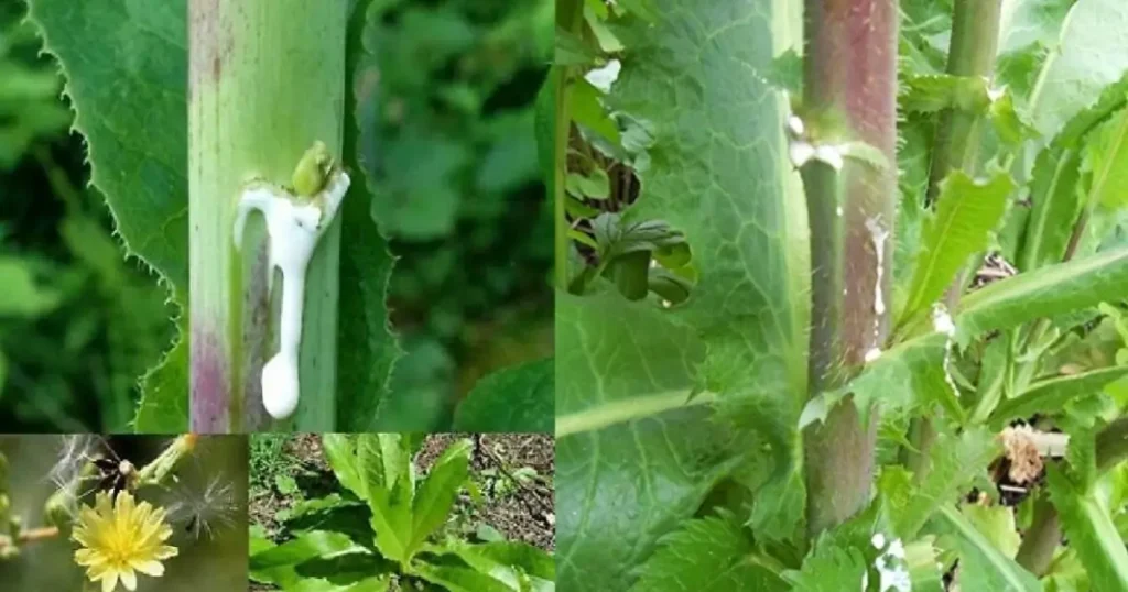savia de lechuga silvestre