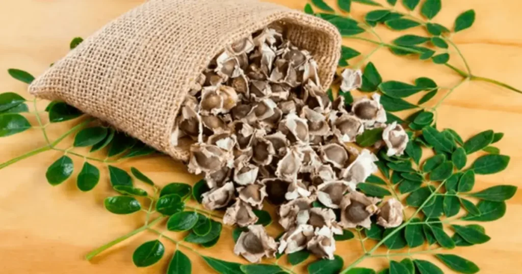 semillas de moringa