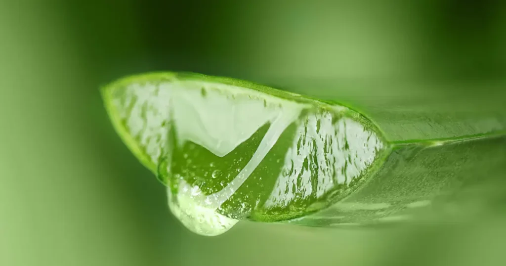 beneficios del aloe vera con canela