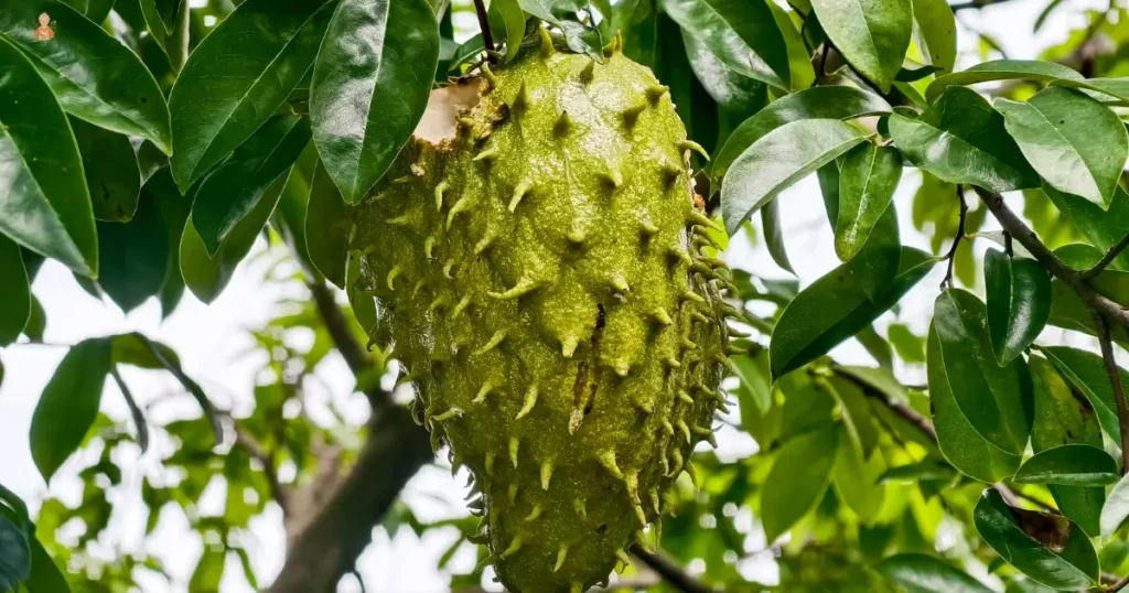 hojas de guanábana