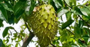 hojas de guanábana